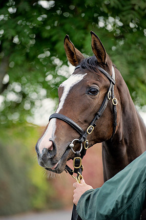 Goffs Orby14 CF1 151