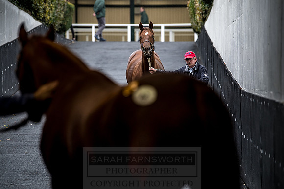 Goffs Orby 2018 Day 1-212
