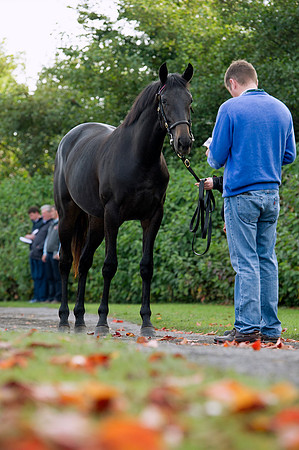 Goffs Orby14 CF1 533