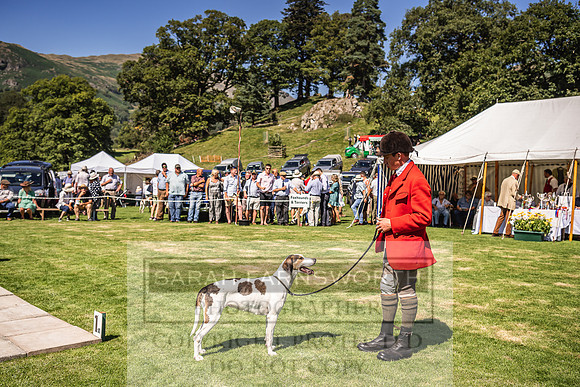 Rydal Hound Show 2022-110