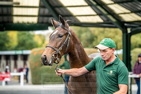 Goffs Orby 2018 Day 2-145