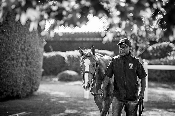 Goffs Orby 2015 -399 bw