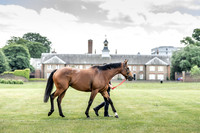 Goffs London Sale 2019-8