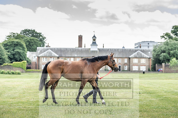 Goffs London Sale 2019-8