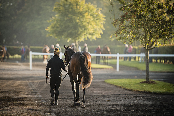 Goffs Orby 2015 -449