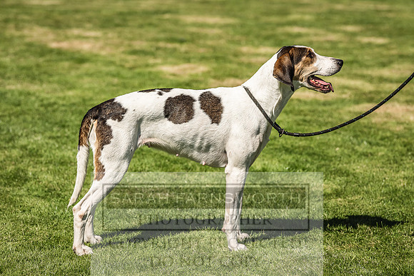 Rydal Hound Show 2022-112