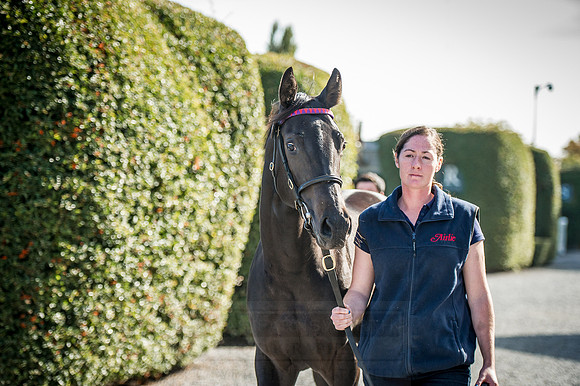 Goffs Orby 2015 -340