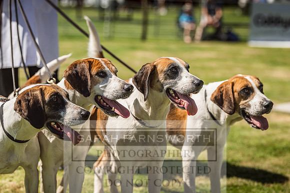 Rydal Hound Show 2022-102