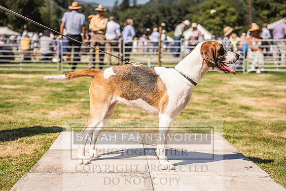Rydal Hound Show 2022-80