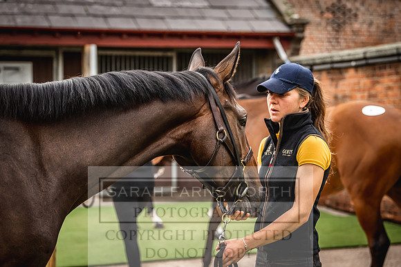 Goffs Yorton Sale 2022-38