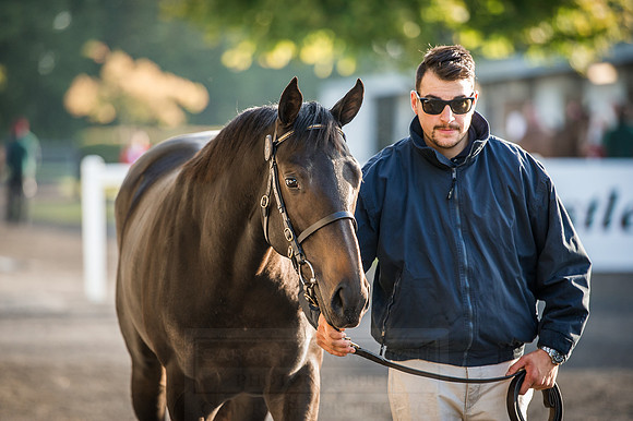 Goffs Orby 2015 -158