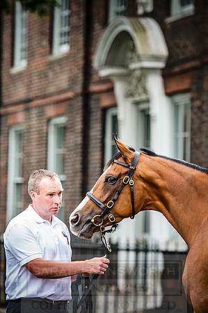 Goffs London Sale 2016-133