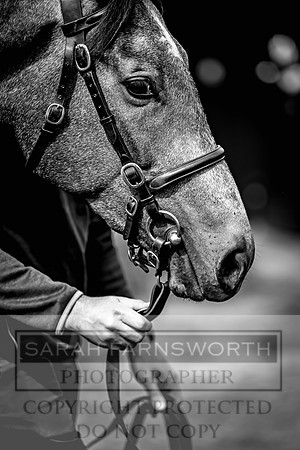 Goffs UK Spring Sale 2024-55