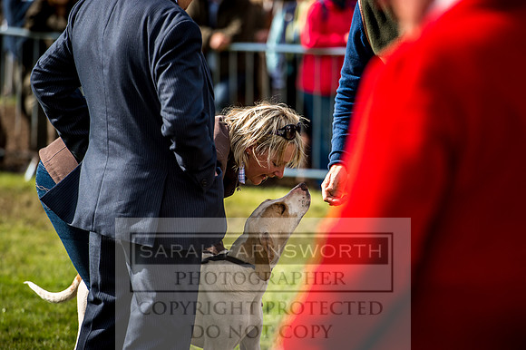 Lowther Hound Show 2017-138