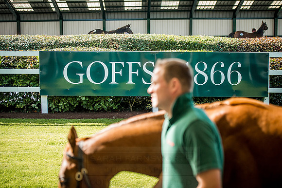 Goffs Orby 2015 -331