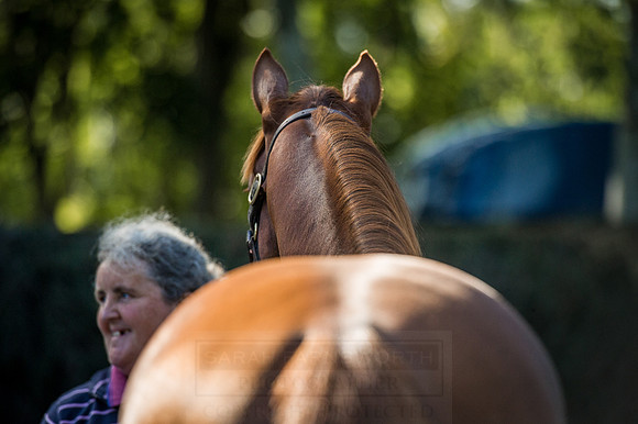 Goffs Orby 2015 -377