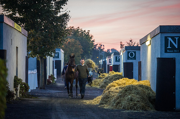 Goffs Orby 2015 -26