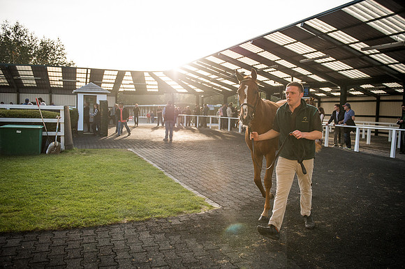 Goffs Orby 2015 -421