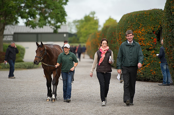 Goffs Orby14 CF10 076