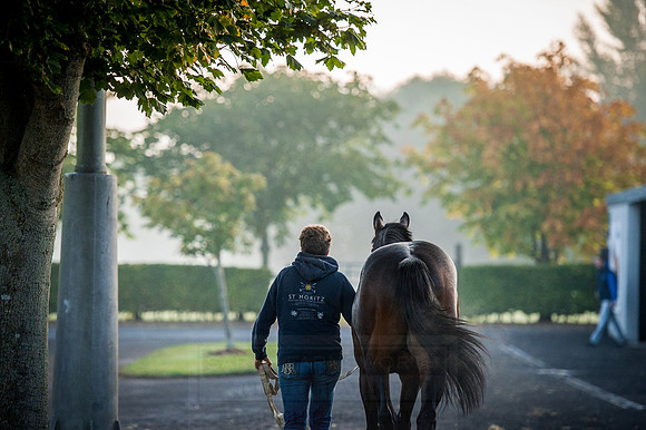 Goffs Orby 2015 -92