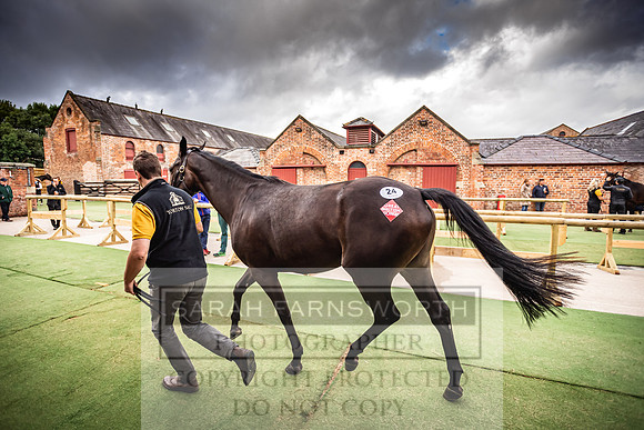 Goffs Yorton Sale 2022-11