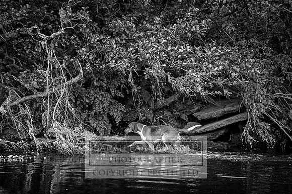 Cork City 050616-52 bw