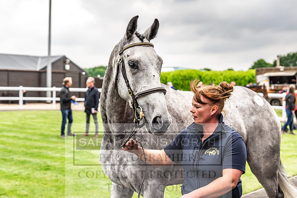 Goffs UK Spring Sale 2024-123