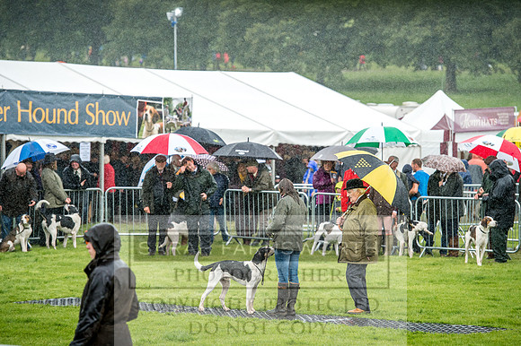 Lowther Hound Show 2017-15