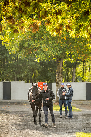 Goffs Orby 2018 Day 1-337