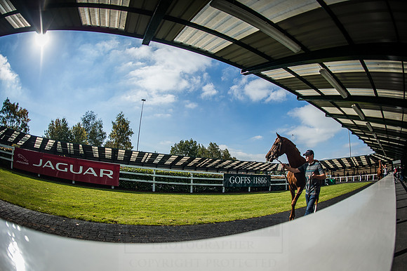 Goffs Orby 2015 -586