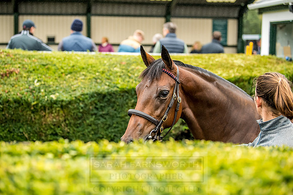 Goffs Orby 2018 Day 1-169