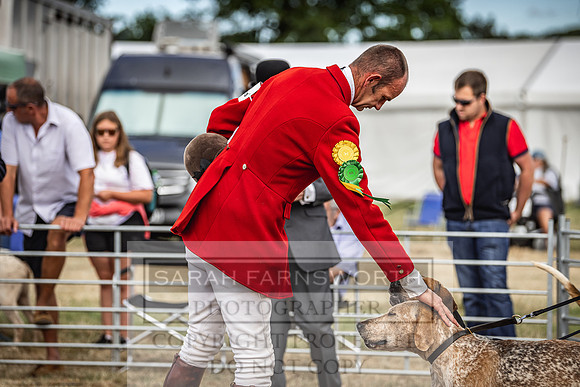 Honiton Hound Show 2022-32