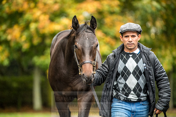 Goffs Orby 2018 Day 2-74