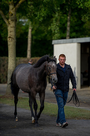 Goffs Orby14 CF1 096