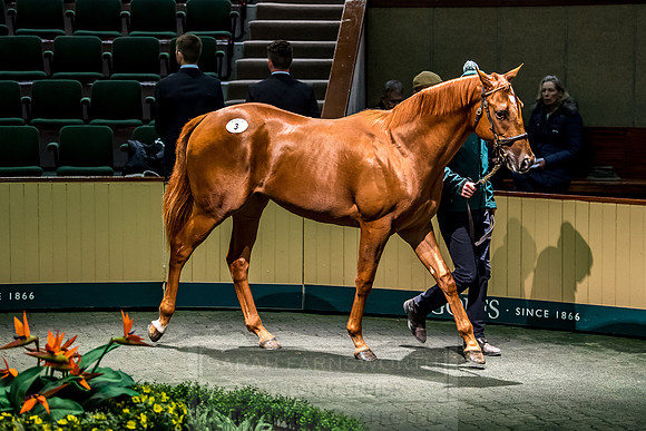 Goffs Orby 2018 Day 1-155