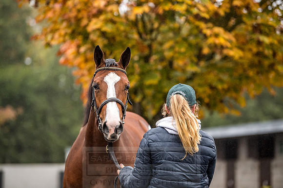 Goffs Orby 2018 Day 1-21