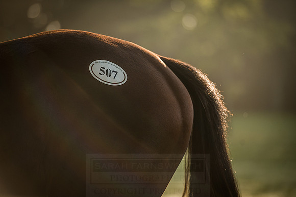 Goffs Orby 2015 -485