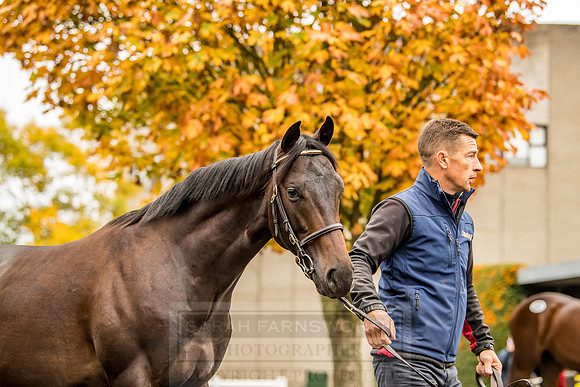 Goffs Orby 2018 Day 1-73