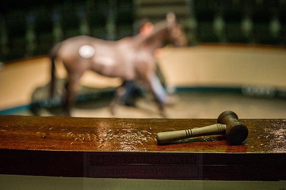 Goffs Orby 2015 -567