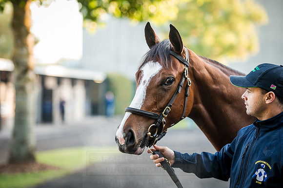 Goffs Orby 2015 -112