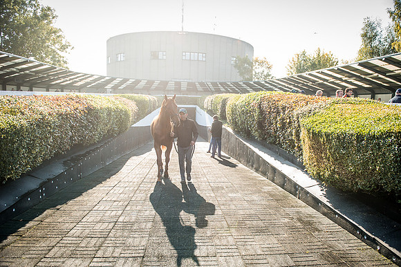 Goffs Orby 2015 -514