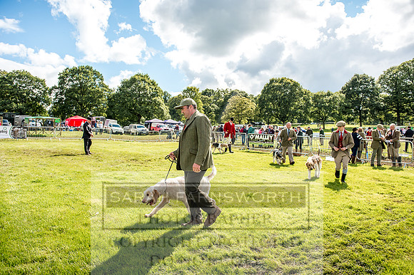 Lowther Hound Show 2017-105