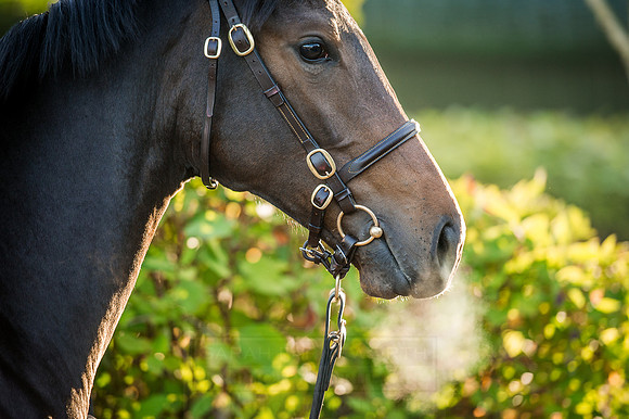 Goffs Orby 2015 -155
