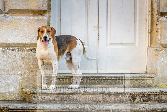 Baron Von Pfetten Puppy Show 02.09.18-179