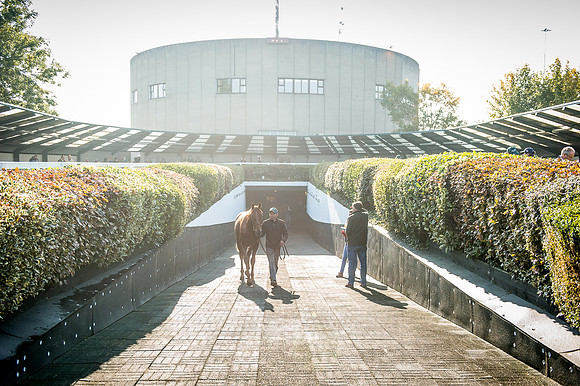 Goffs Orby 2015 -511