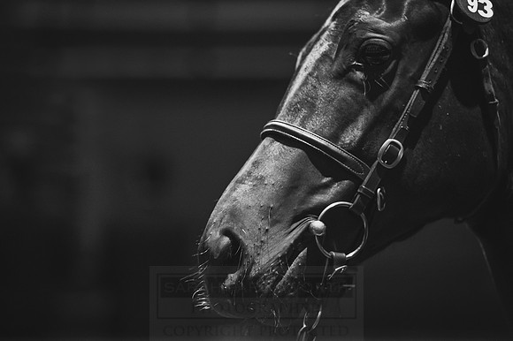 Goffs Orby 2015 -350 bw