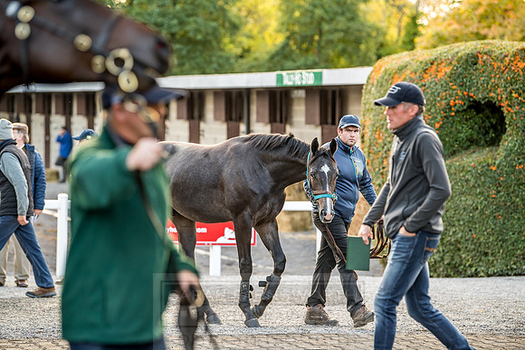 Goffs Orby 2018 Day 1-365