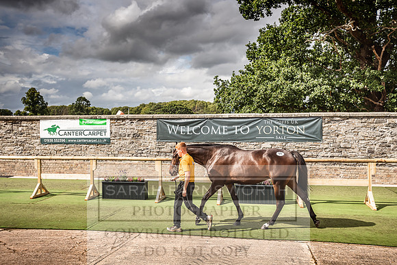 Goffs Yorton Sale 2022-172