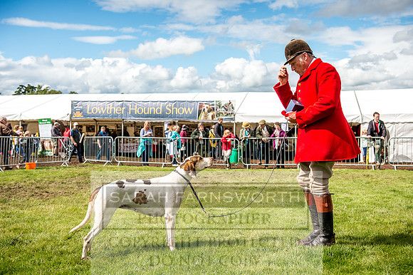 Lowther Hound Show 2017-101