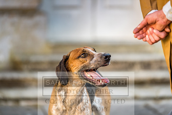 Baron Von Pfetten Puppy Show 02.09.18-174